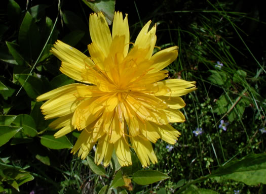 image of Krigia montana, Mountain Dwarf-dandelion, Mountain Cynthia