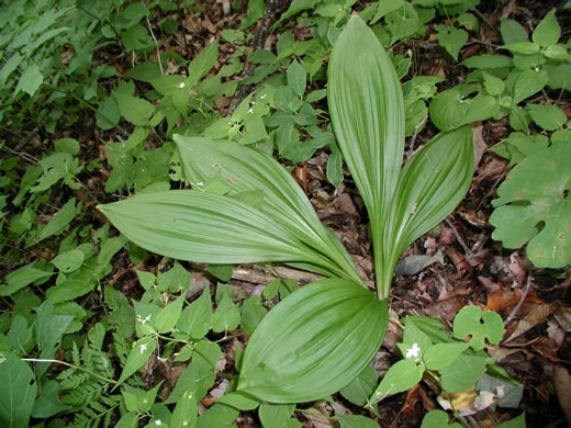 image of Melanthium woodii, Ozark Bunchflower, Wood's False-hellebore