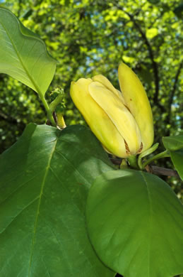 image of Magnolia acuminata var. subcordata, Piedmont Cucumber Magnolia, Yellow Cucumber-tree, Showy Cucumber Magnolia