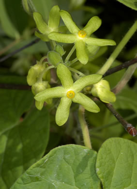 image of Matelea flavidula, Yellow Spinypod, Yellow Carolina Milkvine