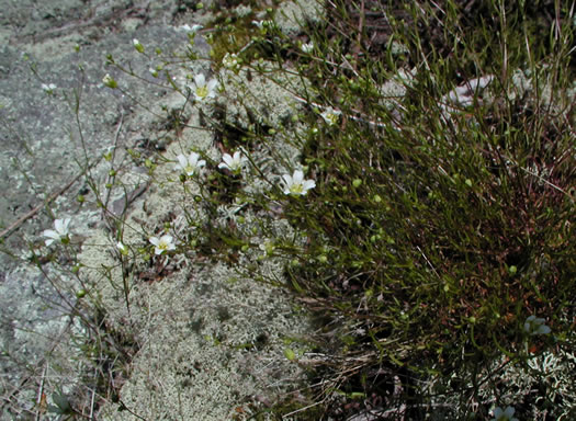 image of Geocarpon glabrum, Appalachian Sandwort