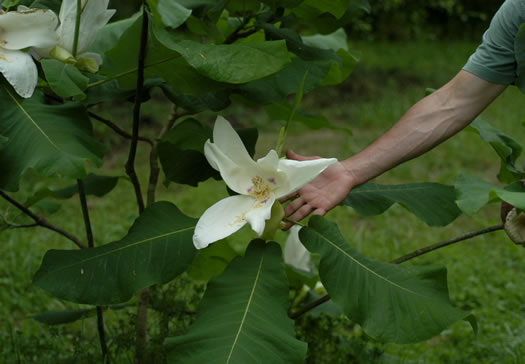 Big-leaf or cowcumber magnolia, Magnolia macrophylla