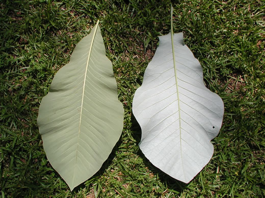 Magnolia macrophylla, Bigleaf Magnolia, Large-leaved Magnolia, Umbrella Tree