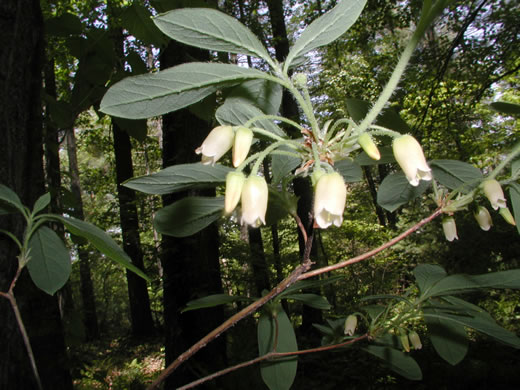 image of Rhododendron pilosum, Minniebush