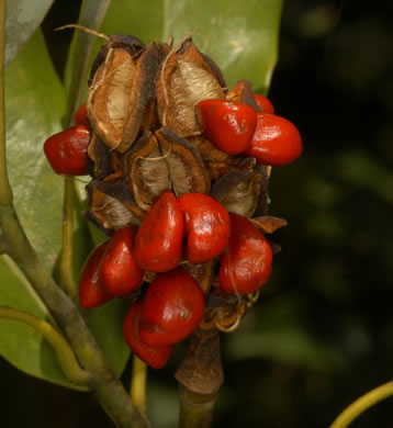 image of Magnolia virginiana +, Sweetbay, Sweetbay Magnolia, Swampbay