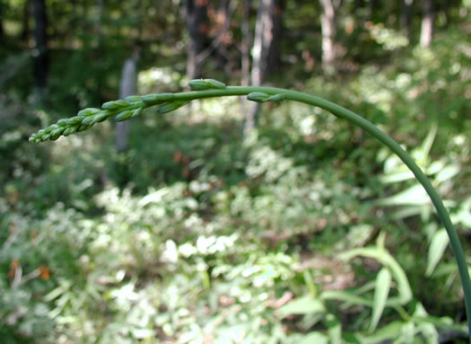 image of Agave virginica, Eastern Agave, Eastern False-aloe, Rattlesnake-master, American Aloe