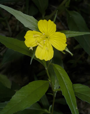 image of Oenothera perennis, Little Sundrops, Small Sundrops