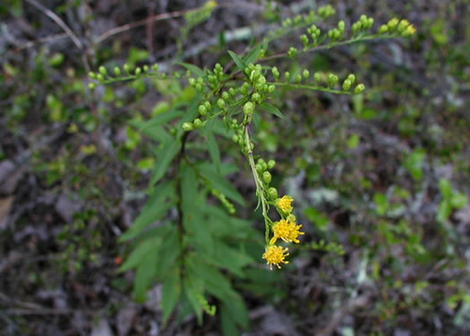 image of Solidago vaseyi, Vasey's Goldenrod, Atlantic Goldenrod