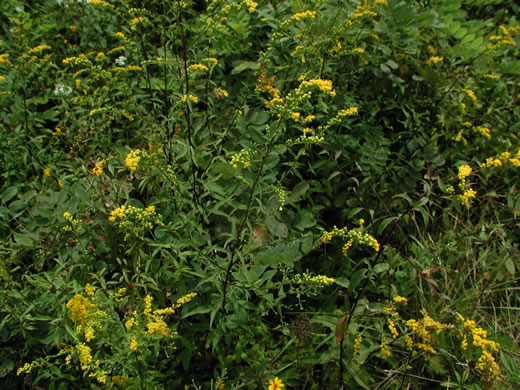 image of Solidago vaseyi, Vasey's Goldenrod, Atlantic Goldenrod