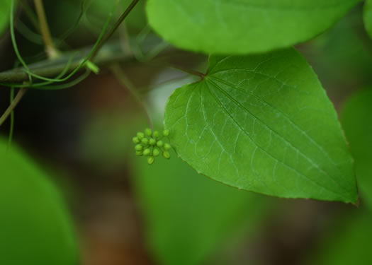 image of Smilax lasioneura, Midwestern Carrionflower