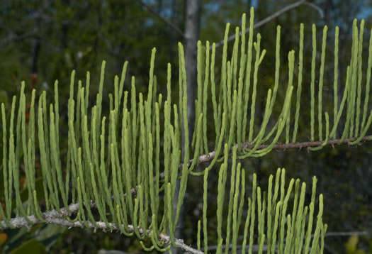 image of Taxodium ascendens, Pond Cypress