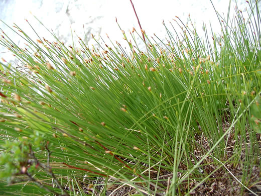 image of Trichophorum cespitosum, Deerhair Bulrush, Deergrass, Tufted Bulrush
