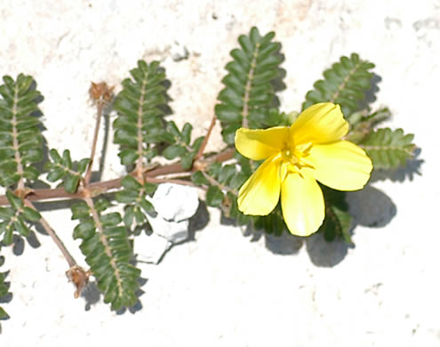 image of Tribulus cistoides, Jamaica Feverplant, Burr-nut