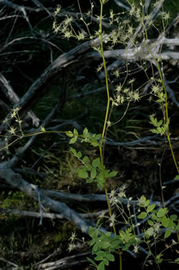 image of Thalictrum macrostylum, Small-leaved Meadowrue, Small-flowered Meadowrue