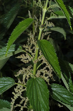 image of Urtica dioica ssp. dioica, European Stinging Nettle, Great Nettle