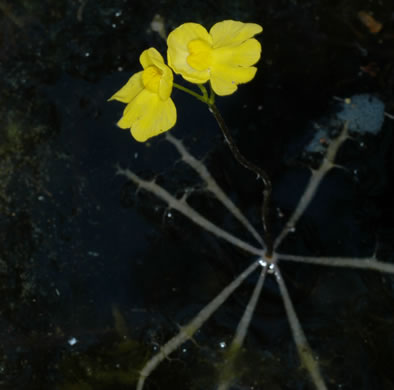 Utricularia inflata, Swollen Bladderwort, Inflated Bladderwort, Floating Bladderwort