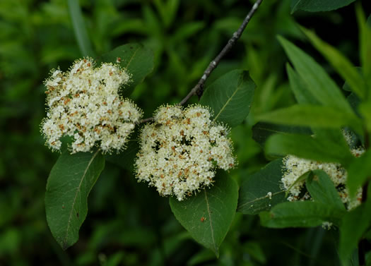 image of Viburnum cassinoides, Northern Wild Raisin, Withe-rod, Shonny Haw, Shawnee Haw