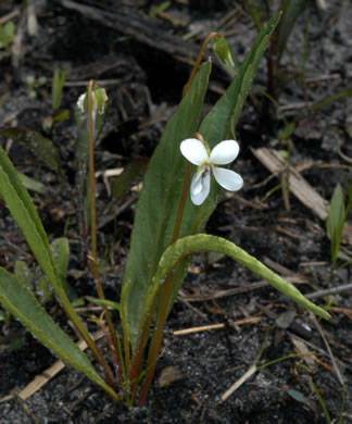 image of Viola lanceolata, Lanceleaf Violet, Narrow-leaved Violet, White Bog Violet, Northern Water Violet