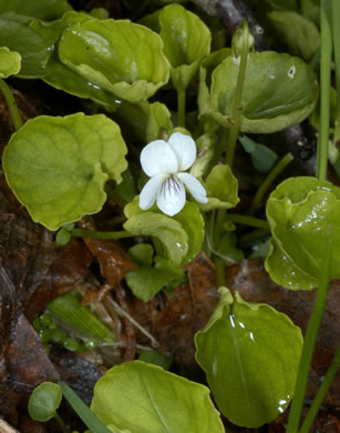 image of Viola minuscula, Wild White Violet, White Marsh Violet