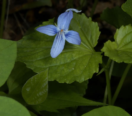 image of Viola rostrata, Longspur Violet