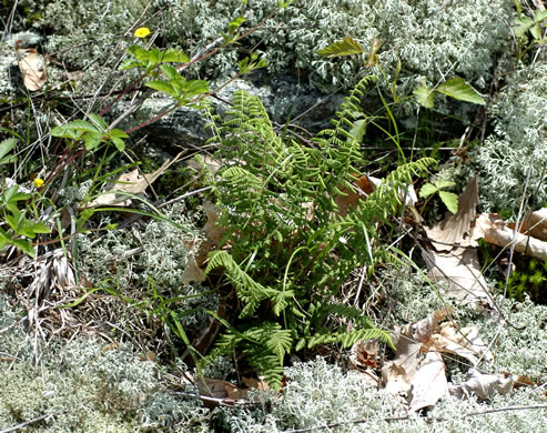 image of Woodsia appalachiana, Appalachian Woodsia, Appalachian Cliff Fern, Mountain Woodsia