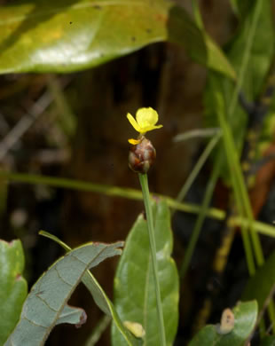 image of Xyris floridana, Florida Yellow-eyed-grass
