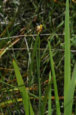 image of Xyris serotina, Acid Swamp Yellow-eyed-grass