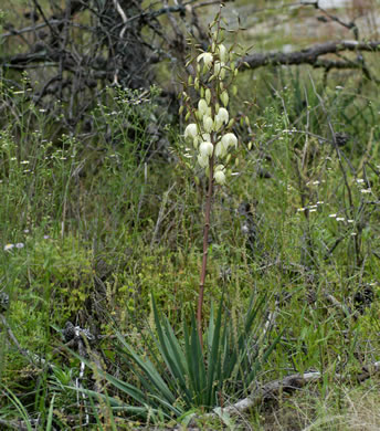 image of Yucca filamentosa, Beargrass, Spoonleaf Yucca, Curlyleaf Yucca