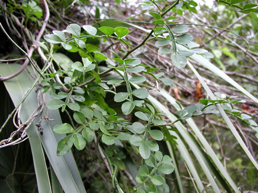 image of Zanthoxylum fagara, Wild Lime, Lime Prickly-ash, Colima, Una de Gato