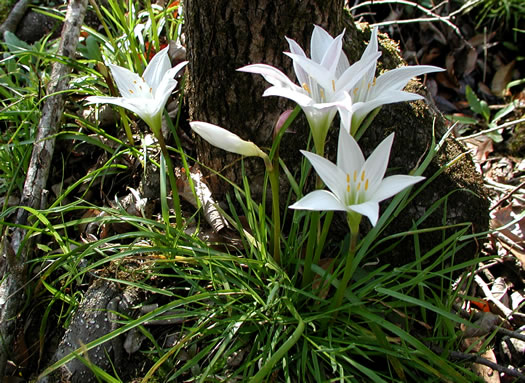 Zephyranthes atamasco, Common Atamasco-lily, Rain-lily, Easter Lily, Naked Lily