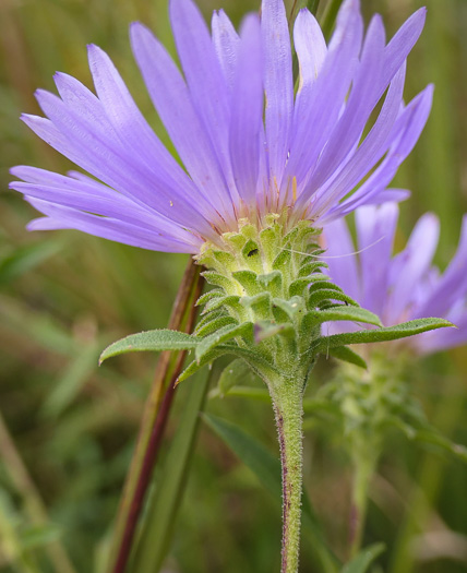 image of Eurybia spectabilis, Low Showy Aster, Eastern Showy Aster
