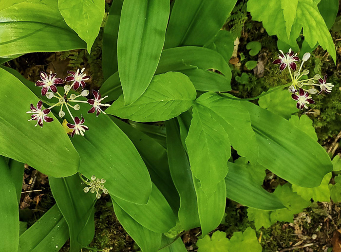 image of Clintonia umbellulata, Speckled Wood-lily, White Clintonia