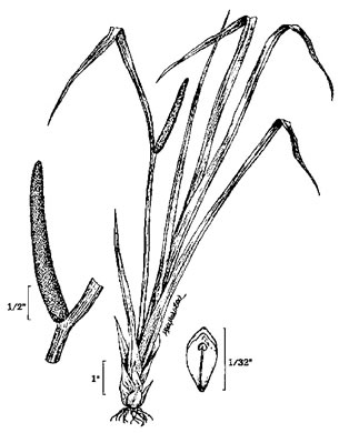 image of Acorus americanus, Sweetflag, American Calamus