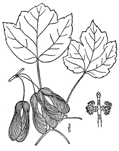 image of Acer rubrum var. trilobum, Carolina Red Maple, Trident Red Maple