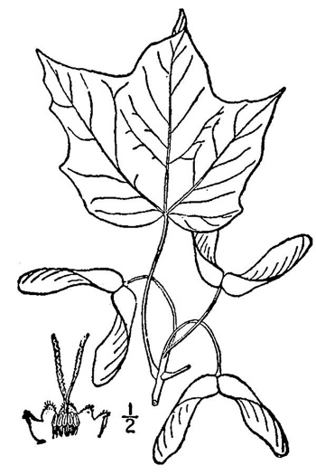drawing of Acer nigrum, Black Maple