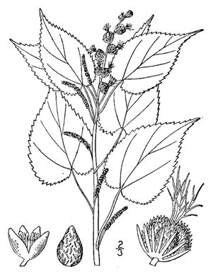 image of Acalypha ostryifolia, Pineland Threeseed Mercury, Hophornbeam Copperleaf, Roughpod Copperleaf