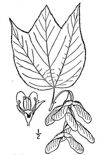 drawing of Acer pensylvanicum, Striped Maple, Moosewood