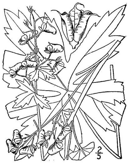 drawing of Aconitum reclinatum, Trailing Wolfsbane, White Monkshood, White Aconite