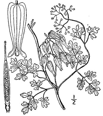 drawing of Adlumia fungosa, Climbing Fumitory, Allegheny Vine, Cliff-Harlequin