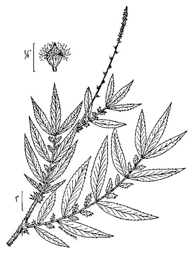 image of Agrimonia parviflora, Southern Agrimony, Small-flowered Agrimony, Harvestlice