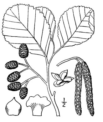 image of Alnus glutinosa, Black Alder, European Alder