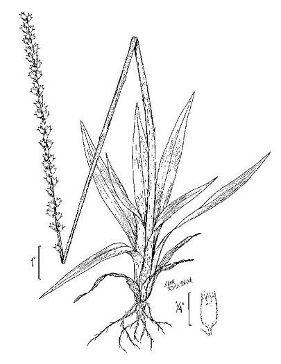 drawing of Aletris aurea, Golden Colicroot