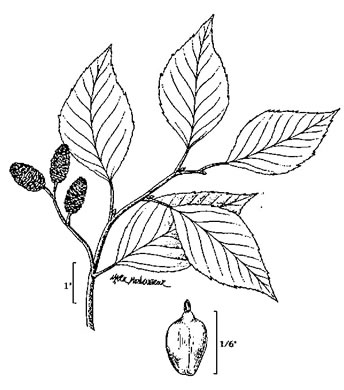 image of Alnus maritima ssp. georgiensis, Georgia Alder