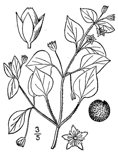 drawing of Stellaria media, Common Chickweed