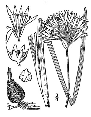 drawing of Allium mobilense, Mobile Onion