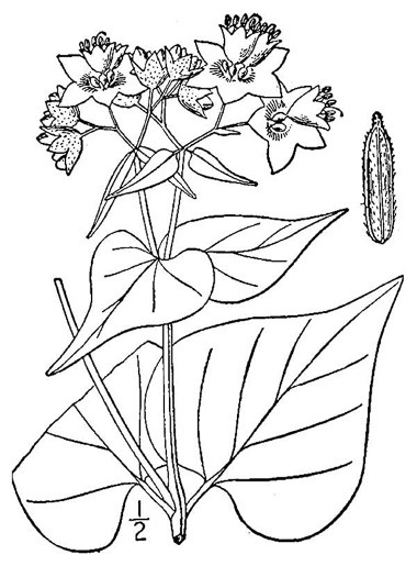 drawing of Mirabilis nyctaginea, Heart-leaved Umbrella-wort, Heartleaf Four-o’clock
