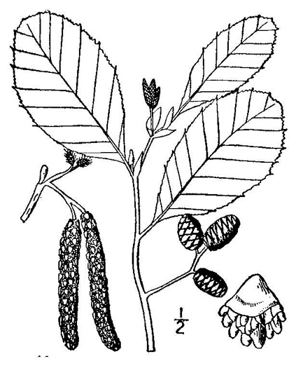 drawing of Alnus incana ssp. rugosa, Speckled Alder