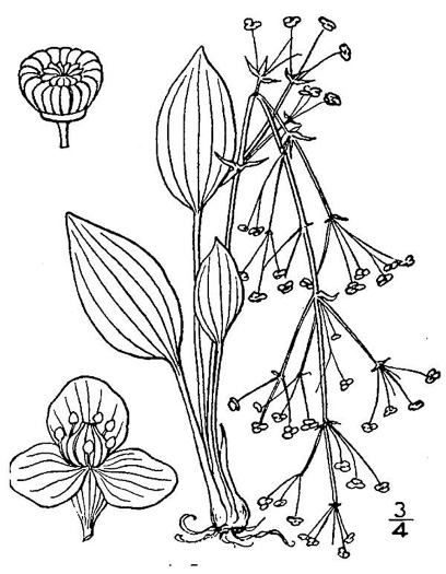 image of Alisma subcordatum, Southern Water-plantain, American Water-plantain
