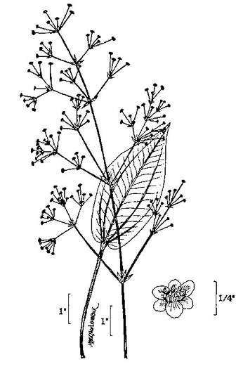 drawing of Alisma subcordatum, Southern Water-plantain, American Water-plantain