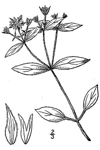 image of Stellaria corei, Tennessee Starwort